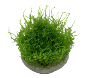 Wasserpflanze Vesicularia Montagnei Christmas Moos Wasserpflanze Vesicularia Montagnei Christmas Moos