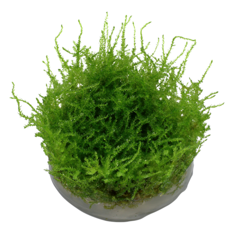 Wasserpflanze Vesicularia Montagnei Christmas Moos Wasserpflanze Vesicularia Montagnei Christmas Moos