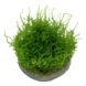 Wasserpflanze Vesicularia Montagnei Christmas Moos Wasserpflanze Vesicularia Montagnei Christmas Moos