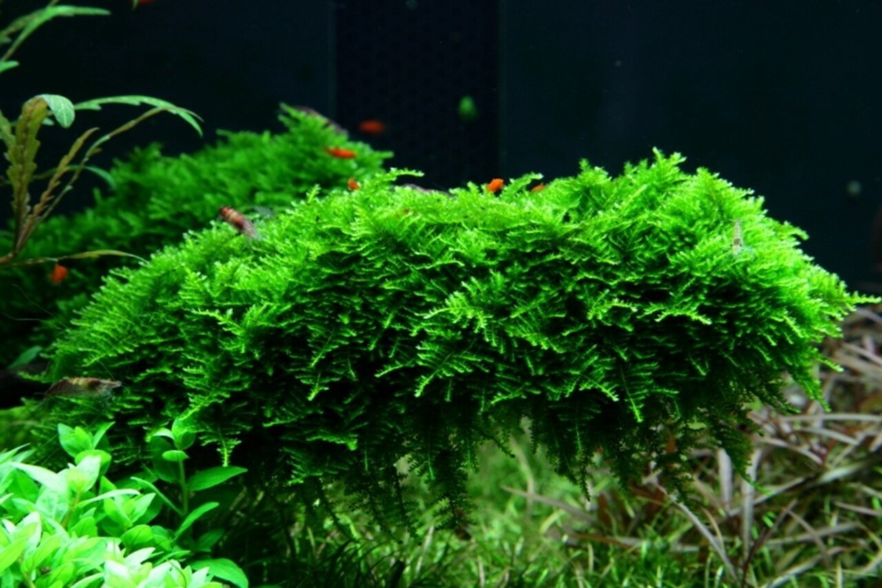 Wasserpflanze Vesicularia Montagnei Christmas Moos Wasserpflanze Vesicularia Montagnei Christmas Moos