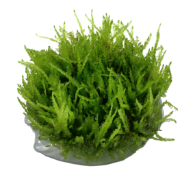 Waterplant Vesicularia Ferriei Weeping Moos