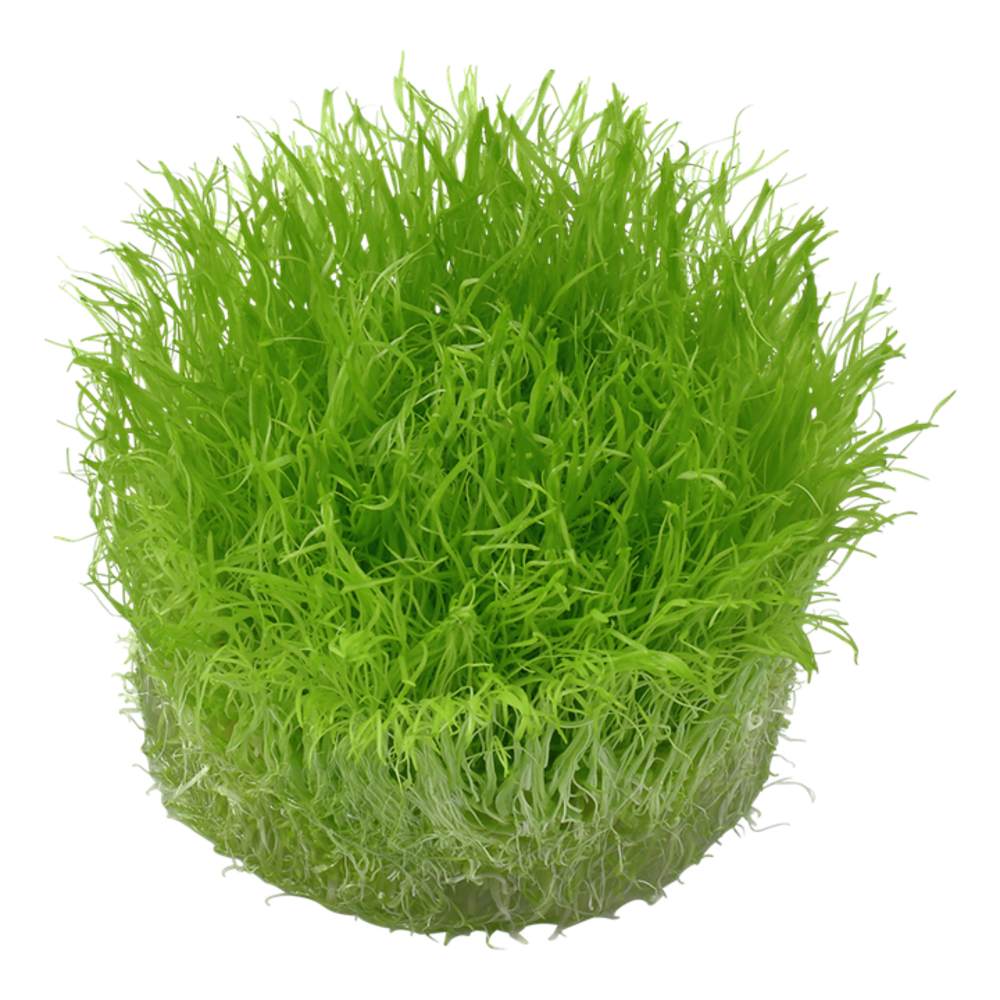 Waterplant Utricularia Graminifolia