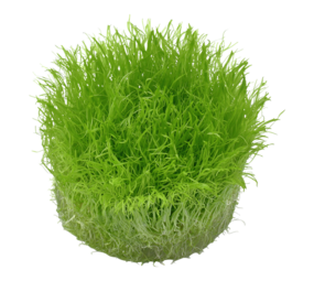 Waterplant Utricularia Graminifolia