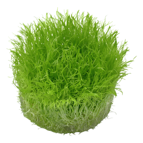 Waterplant Utricularia Graminifolia