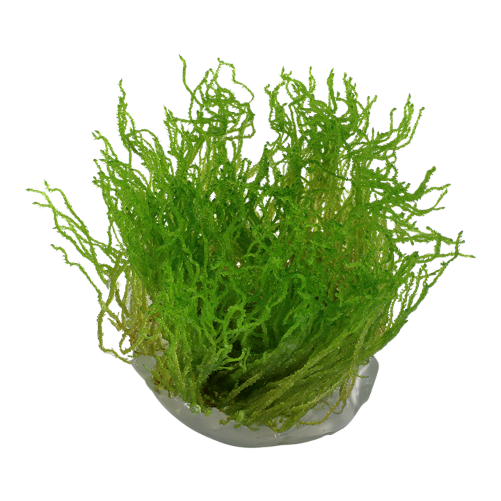Waterplant Taxiphyllum sp. Flame Moos