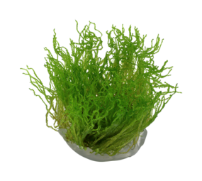 Wasserpflanze Taxiphyllum sp. Flame Moos Wasserpflanze Taxiphyllum sp. Flame Moos