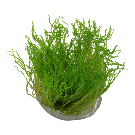 Wasserpflanze Taxiphyllum sp. Flame Moos Wasserpflanze Taxiphyllum sp. Flame Moos