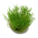 Waterplant Taxiphyllum sp. Flame Moos