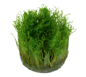 Waterplant Taxiphyllum sp. Spiky Moos Waterplant Taxiphyllum sp. Spiky Moos