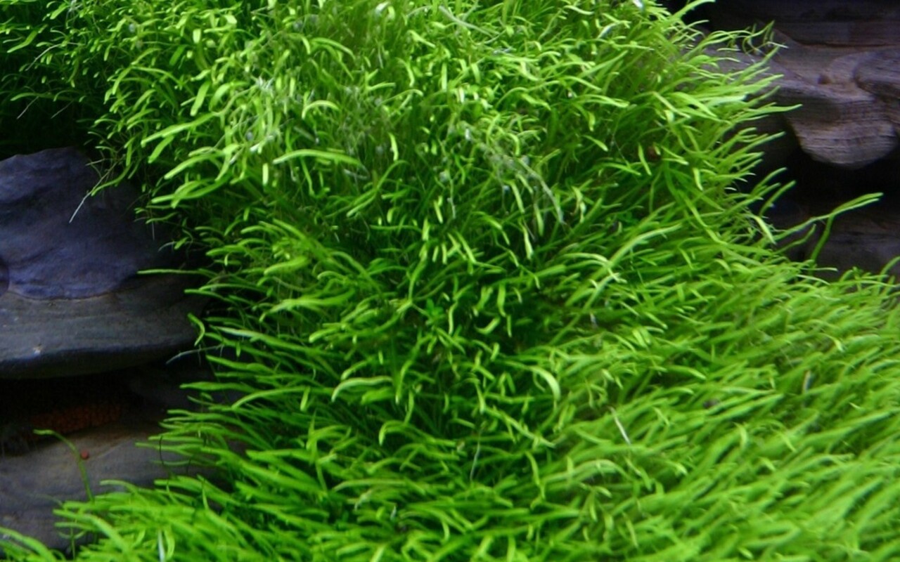 Wasserpflanze Utricularia Graminifolia