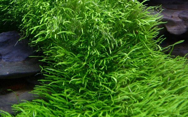 Wasserpflanze Utricularia Graminifolia