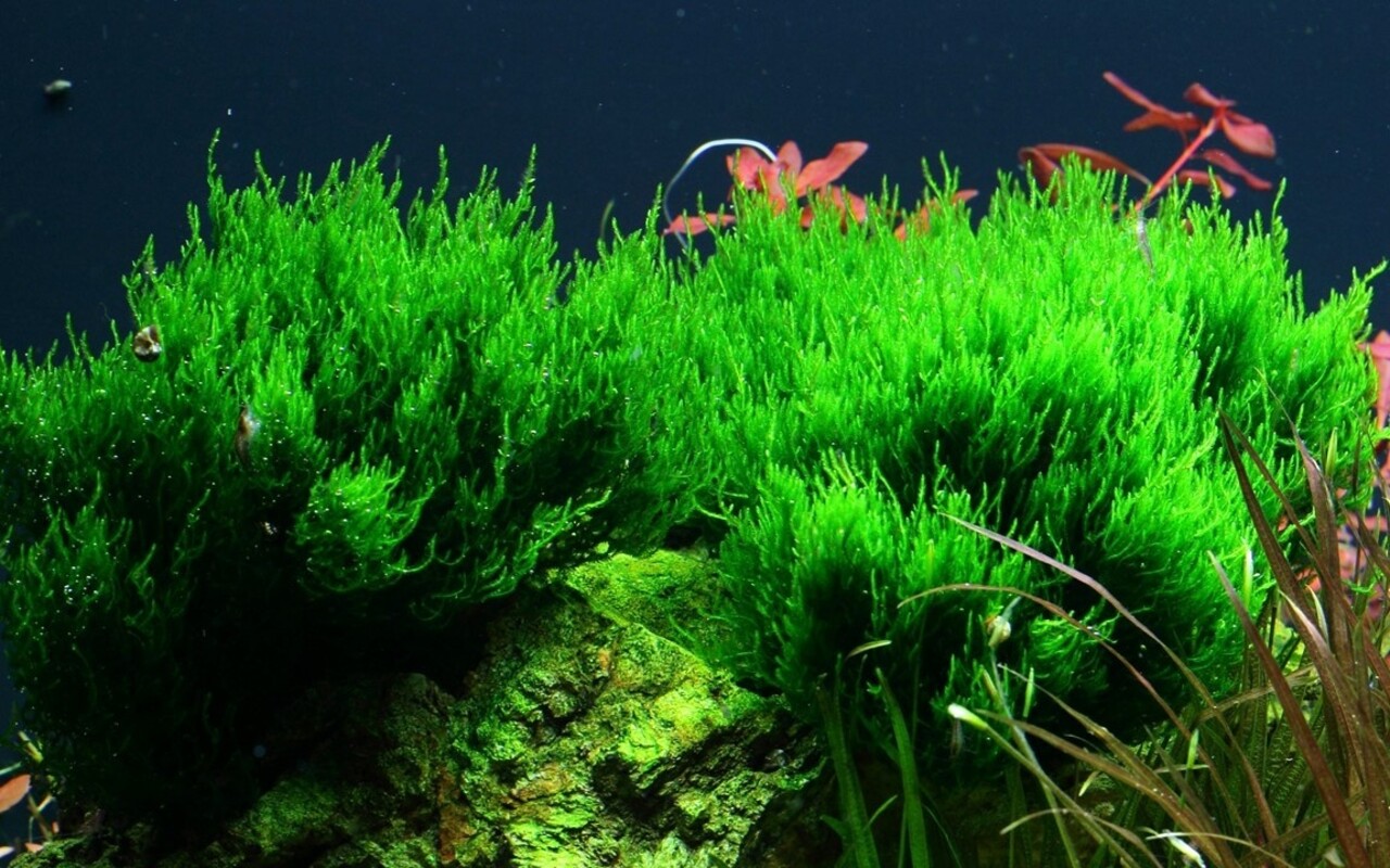Wasserpflanze Taxiphyllum sp. Flame Moos Wasserpflanze Taxiphyllum sp. Flame Moos