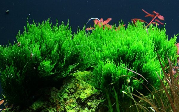 Wasserpflanze Taxiphyllum sp. Flame Moos Wasserpflanze Taxiphyllum sp. Flame Moos