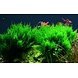 Waterplant Taxiphyllum sp. Flame Moos