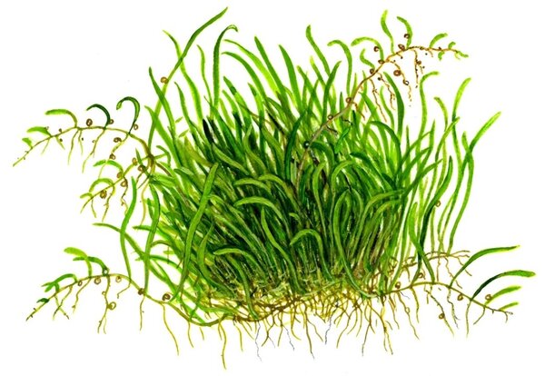 Wasserpflanze Utricularia Graminifolia