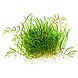 Wasserpflanze Utricularia Graminifolia