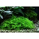 Waterplant Taxiphyllum sp. Spiky Moos