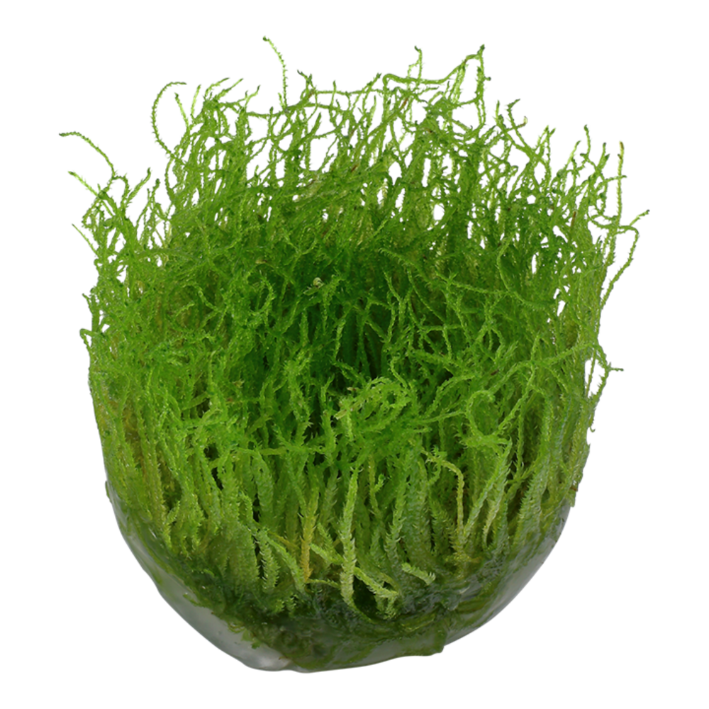 Wasserpflanze Taxiphyllum Barbieri Bogor Moos Wasserpflanze Taxiphyllum Barbieri Bogor Moos