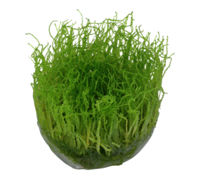 Wasserpflanze Taxiphyllum Barbieri Bogor Moos Wasserpflanze Taxiphyllum Barbieri Bogor Moos