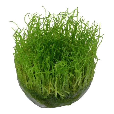 Wasserpflanze Taxiphyllum Barbieri Bogor Moos Wasserpflanze Taxiphyllum Barbieri Bogor Moos