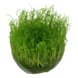 Wasserpflanze Taxiphyllum Barbieri Bogor Moos Wasserpflanze Taxiphyllum Barbieri Bogor Moos