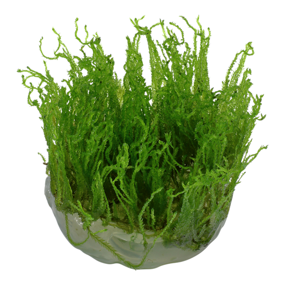 Wasserpflanze Taxiphyllum Alternans Taiwan Moos