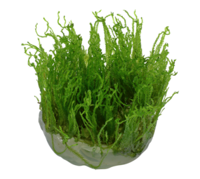 Wasserpflanze Taxiphyllum Alternans Taiwan Moos Wasserpflanze Taxiphyllum Alternans Taiwan Moos