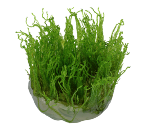 Waterplant Taxiphyllum Alternans Taiwan Moos