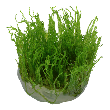 Wasserpflanze Taxiphyllum Alternans Taiwan Moos