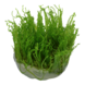 Wasserpflanze Taxiphyllum Alternans Taiwan Moos