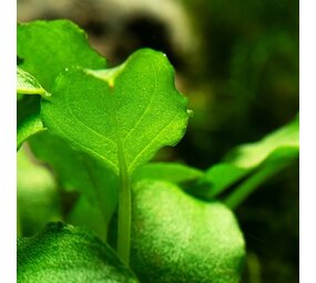 Waterplant Schimatoglottis Prietoi