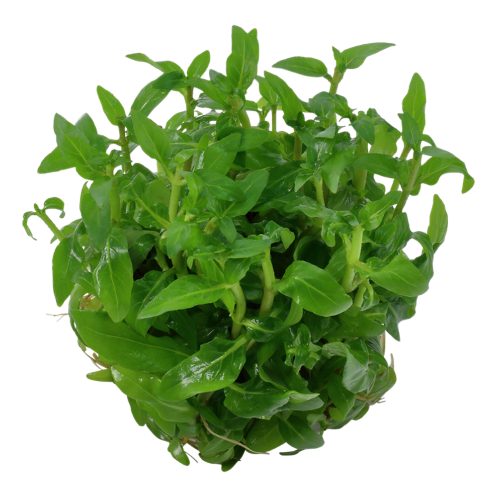 Wasserpflanze Staurogyne Repens Wasserpflanze Staurogyne Repens