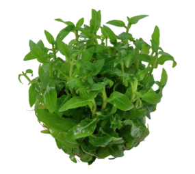 Wasserpflanze Staurogyne Repens Wasserpflanze Staurogyne Repens