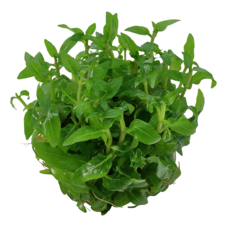 Wasserpflanze Staurogyne Repens Wasserpflanze Staurogyne Repens