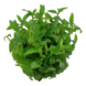 Wasserpflanze Staurogyne Repens Wasserpflanze Staurogyne Repens