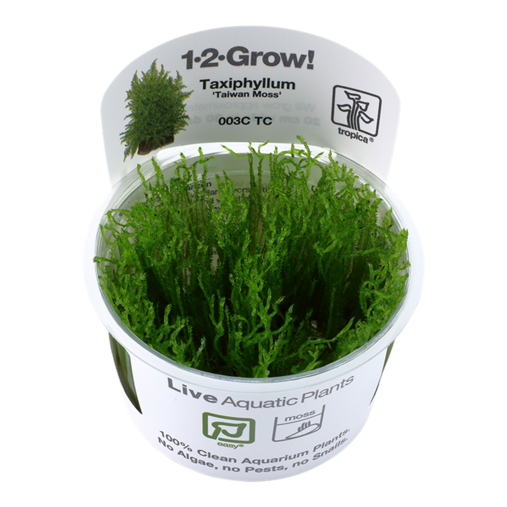 Waterplant Taxiphyllum Alternans Taiwan Moos Waterplant Taxiphyllum Alternans Taiwan Moos