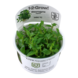 Wasserpflanze Staurogyne Repens Wasserpflanze Staurogyne Repens