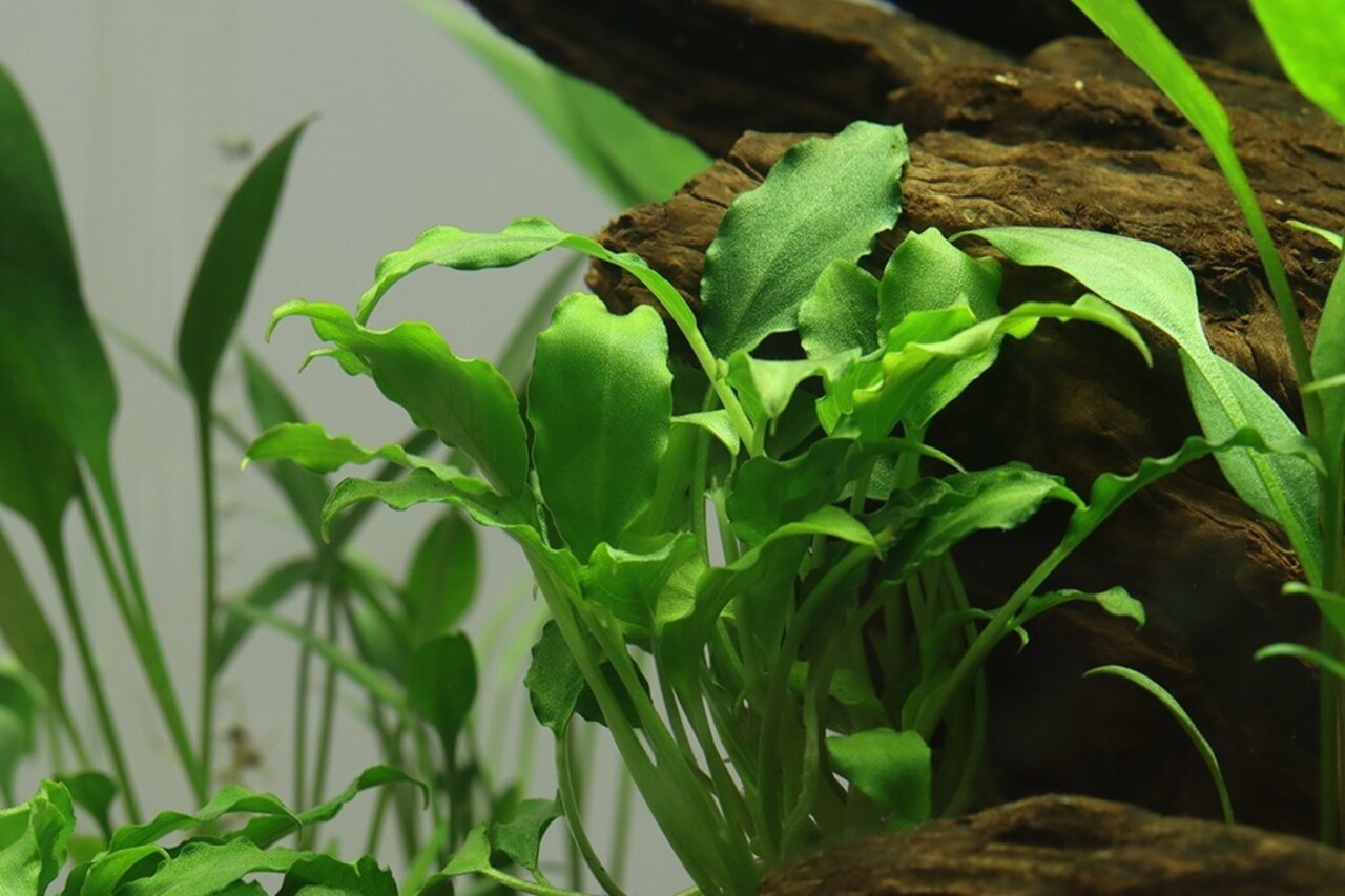 Wasserpflanze Schimatoglottis Prietoi Wasserpflanze Schimatoglottis Prietoi