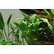 Wasserpflanze Schimatoglottis Prietoi Wasserpflanze Schimatoglottis Prietoi