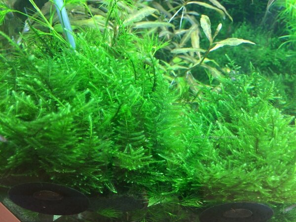 Wasserpflanze Taxiphyllum Alternans Taiwan Moos