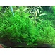 Wasserpflanze Taxiphyllum Alternans Taiwan Moos