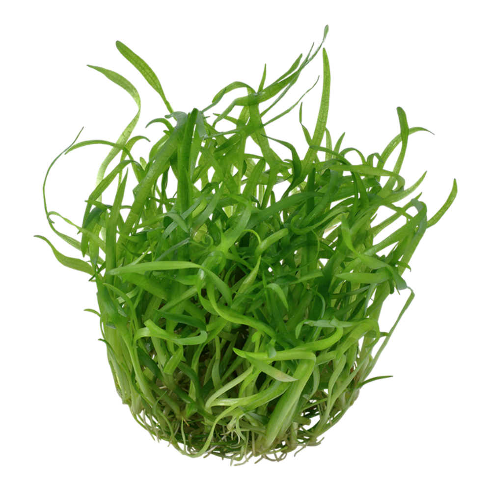 Waterplant Sagittaria subulata Waterplant Sagittaria subulata