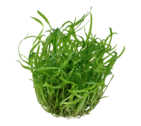 Waterplant Sagittaria subulata