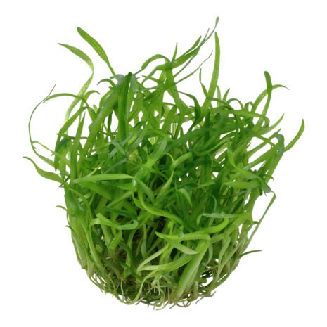 Waterplant Sagittaria subulata Waterplant Sagittaria subulata