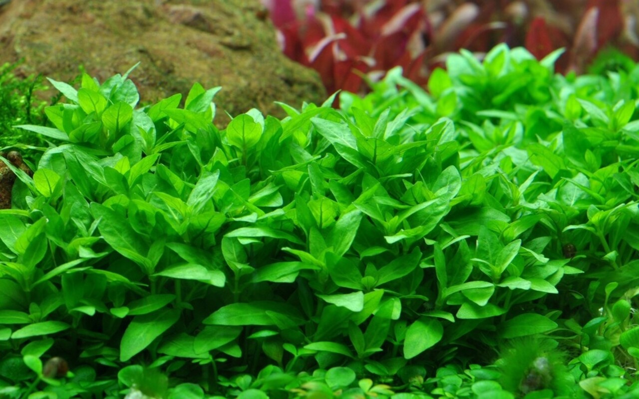 Wasserpflanze Staurogyne Repens Wasserpflanze Staurogyne Repens