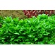 Wasserpflanze Staurogyne Repens Wasserpflanze Staurogyne Repens