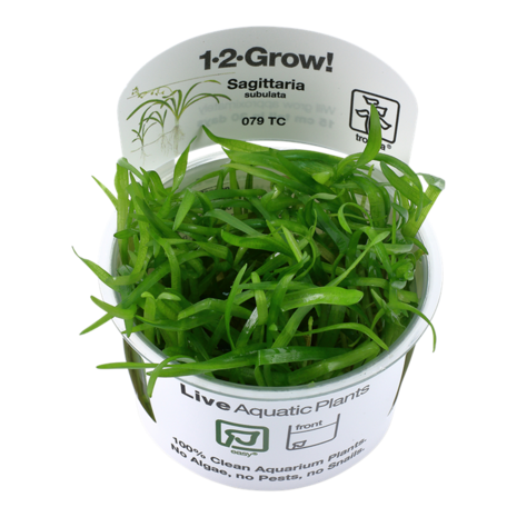 Waterplant Sagittaria subulata Waterplant Sagittaria subulata