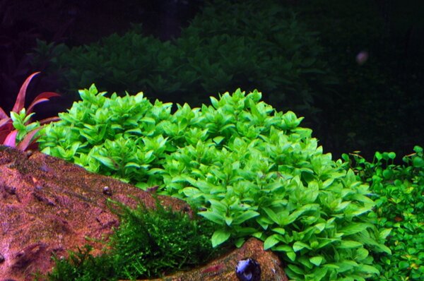 Wasserpflanze Staurogyne Repens Wasserpflanze Staurogyne Repens