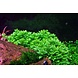 Wasserpflanze Staurogyne Repens Wasserpflanze Staurogyne Repens