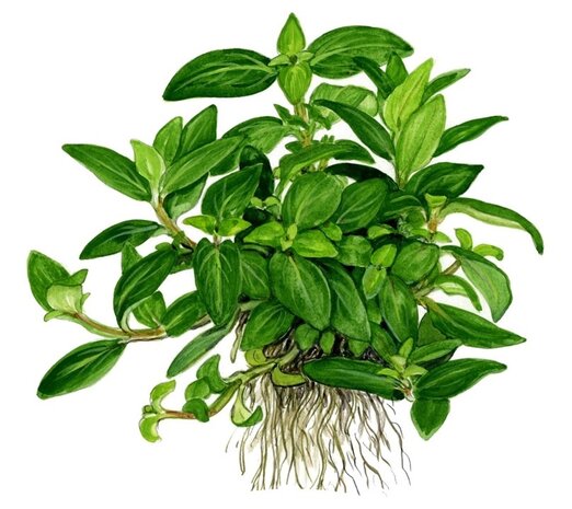 Wasserpflanze Staurogyne Repens Wasserpflanze Staurogyne Repens